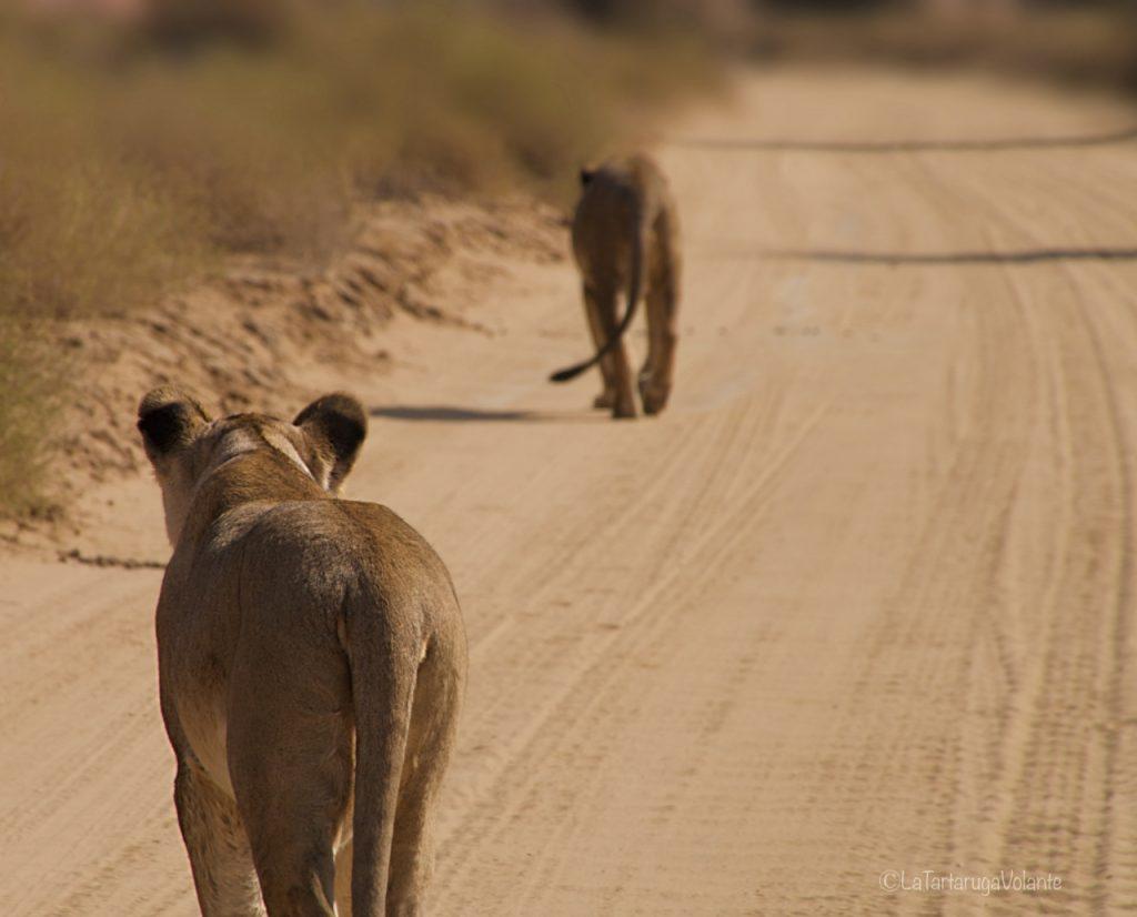 DIY South Africa: 3 itineraries to get to know it