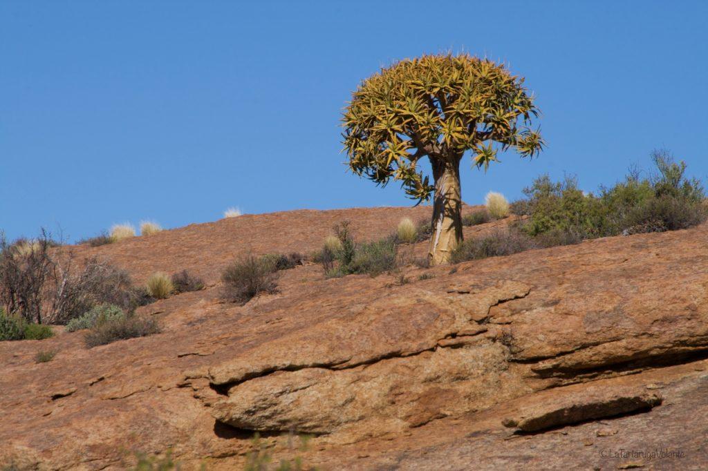 Sudafrica, rocce e piante