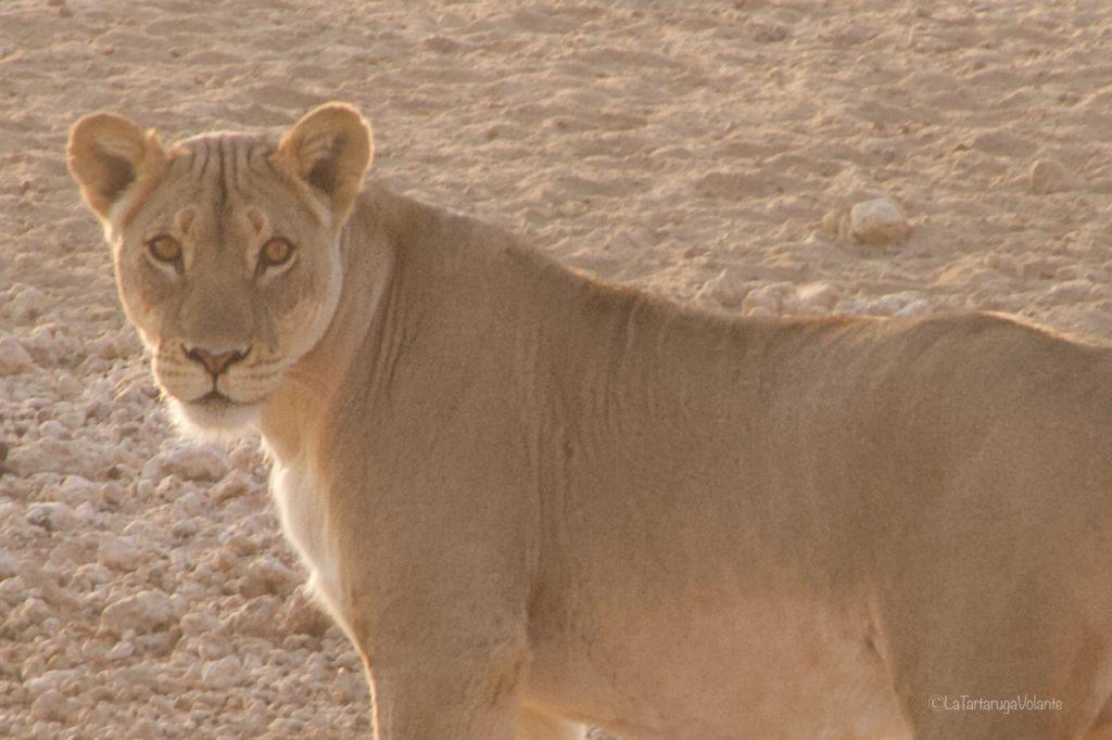 Sudafrica, primo piano di leonessa