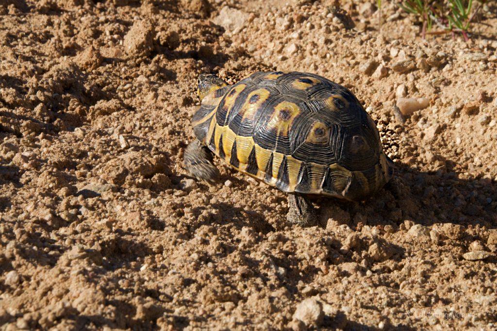 Sudafrica, la tartaruga
