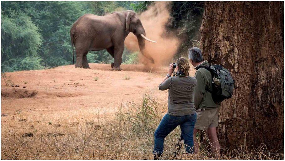 Safari in Africa: The best parks