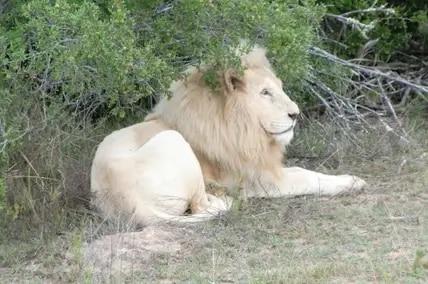 Eastern Cape Trip: With the white lions in South Africa