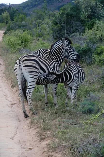 Zu den vielen Tieren, die Reisende in der Ostkap-Region beobachten können, gehören auch Zebras.