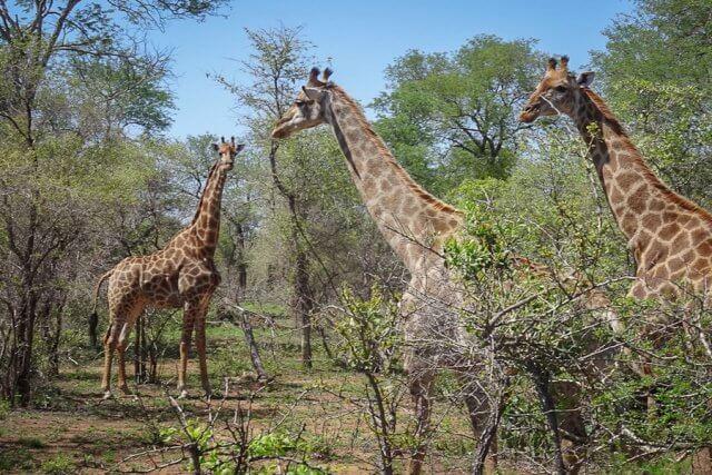 pferdesafari-suedafrika-8