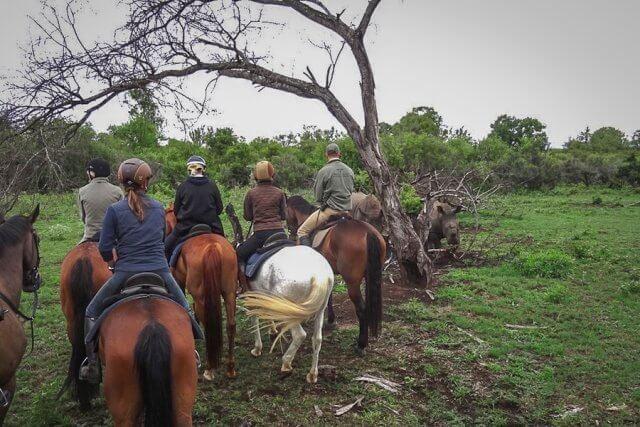 pferdesafari-suedafrika-4