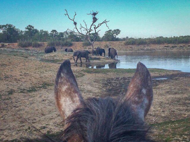 pferdesafari-suedafrika-6