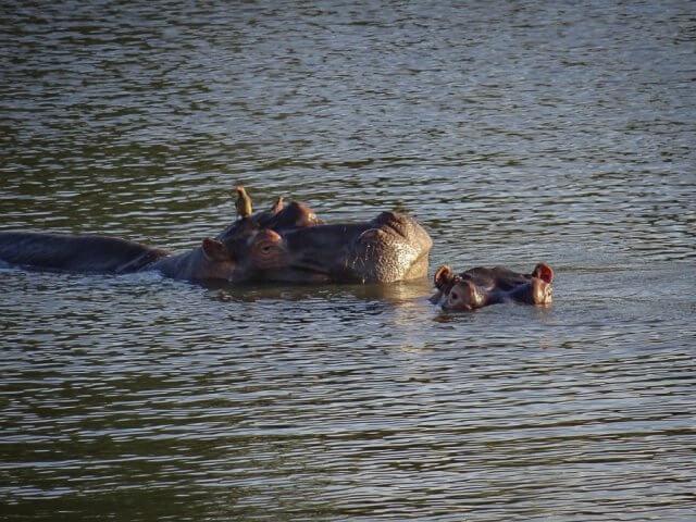 pferdesafari-suedafrika-17