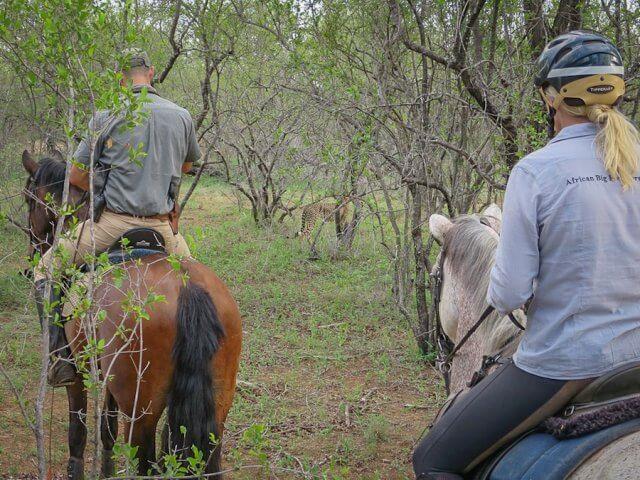 pferdesafari-suedafrika-7