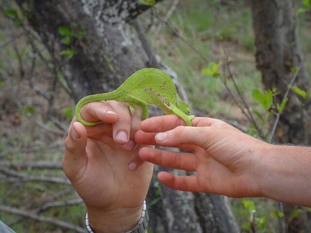 pferdesafari-suedafrika-13