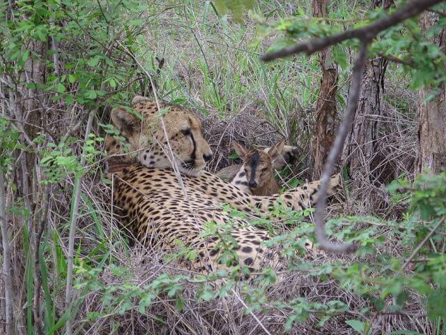 pferdesafari-suedafrika-11
