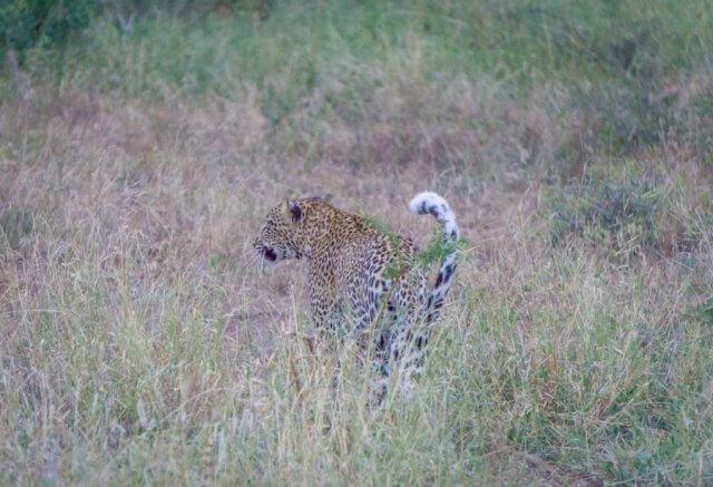 Suedafrika Phinda AndBeyond Private Game Reserve Safari