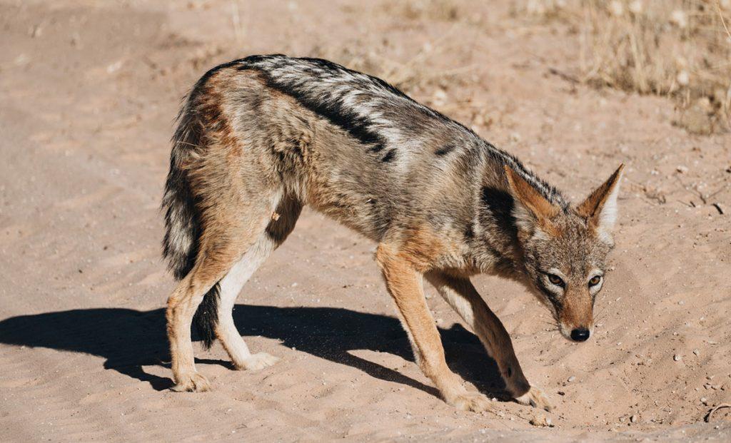 Black Back Jackal Kgalagadi Transfrontier Np