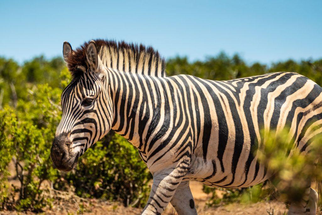 Addo-Elephant-Park-Zebra-2