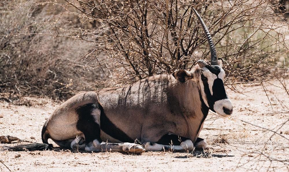 Oryx Im Augrabies Falls National Park