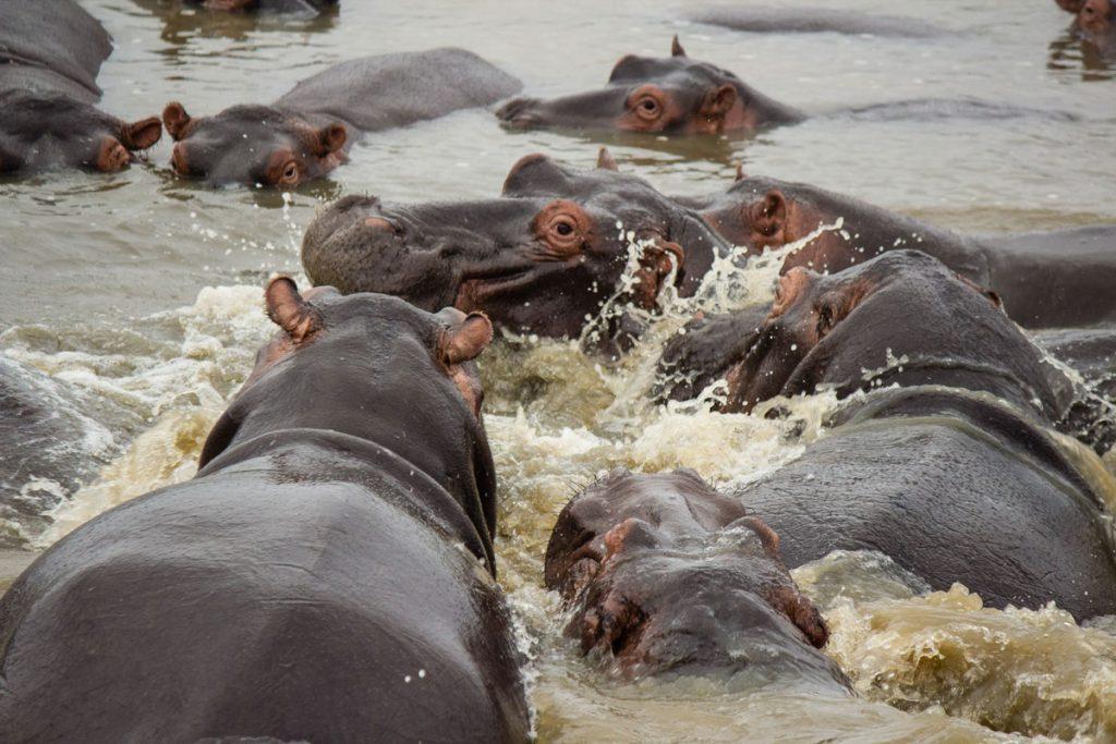 Nilpferde Im St Lucia Isimangaliso Wetland Park