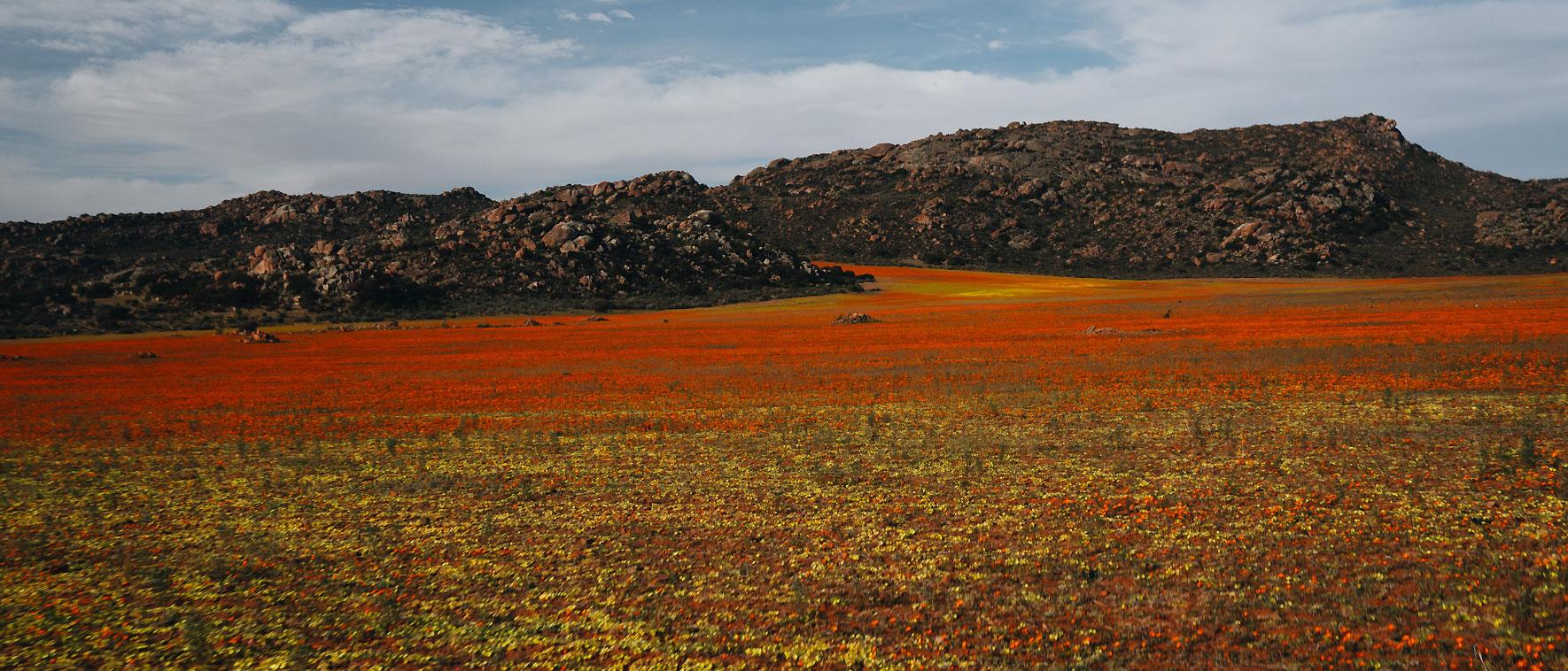 Wildblumen im Namaqualand knallig gelb und orange