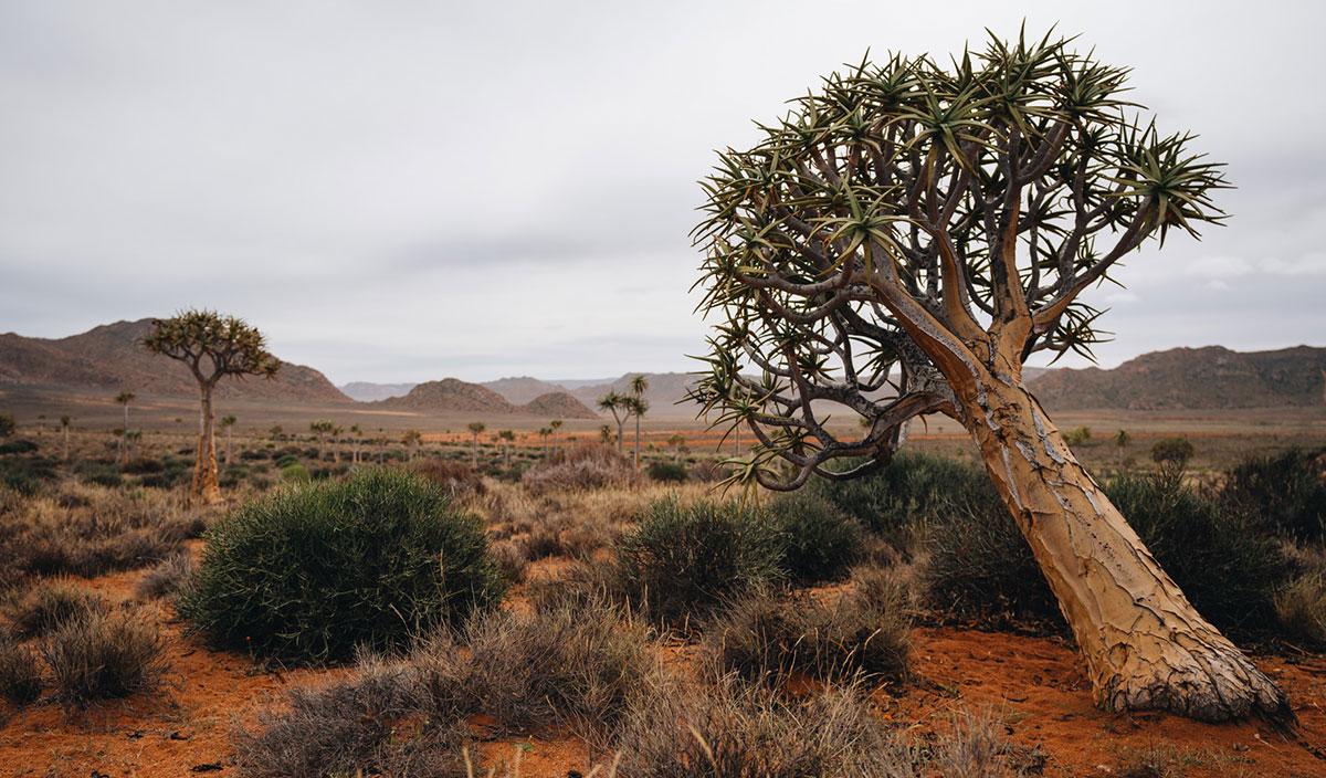 Köcherbaumwald Namaqualand