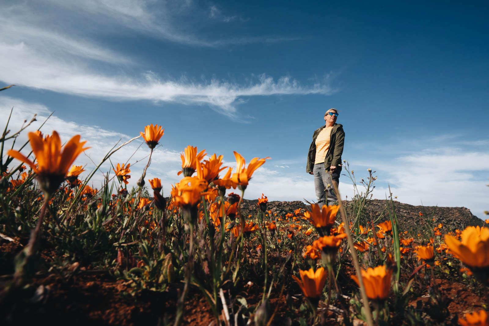 Wildblumenblüte Northern Cape Südafrika