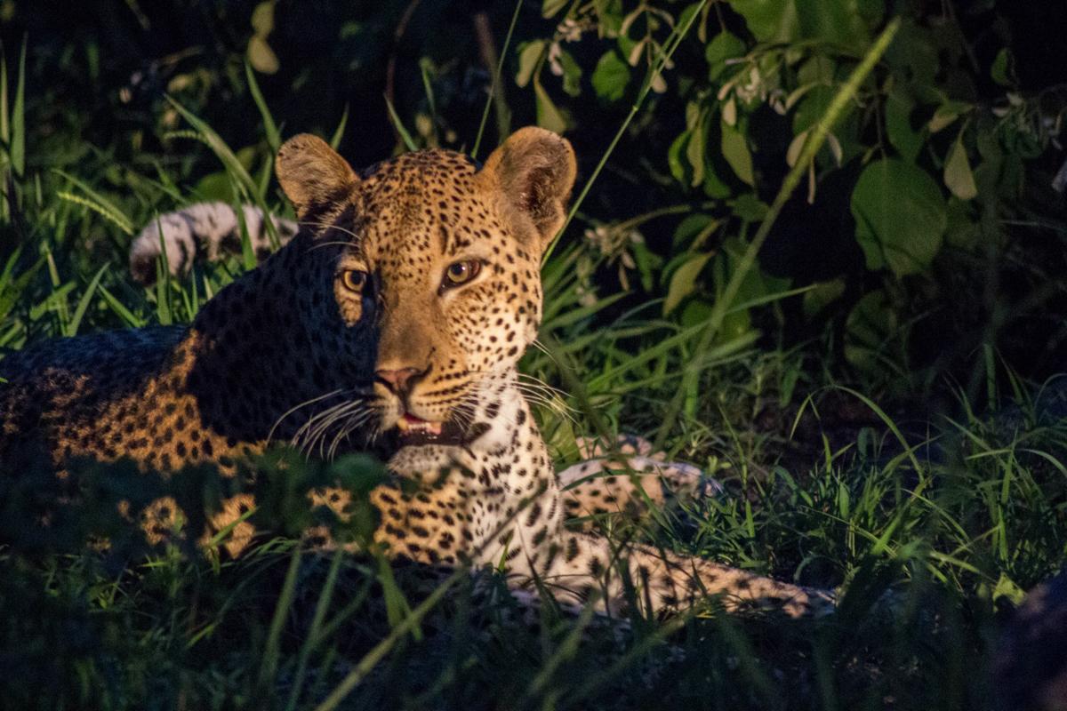 Leopard Game Drive Sabi Sabi