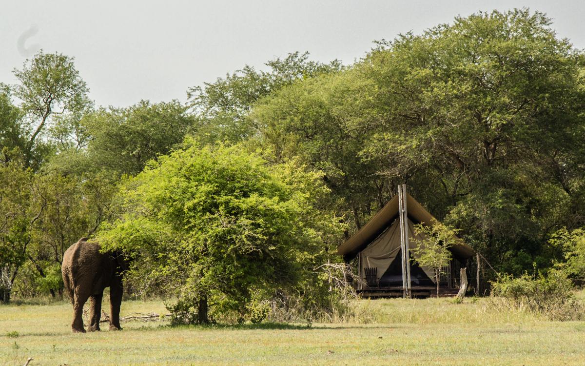 Elefant Rhino Walking Tours