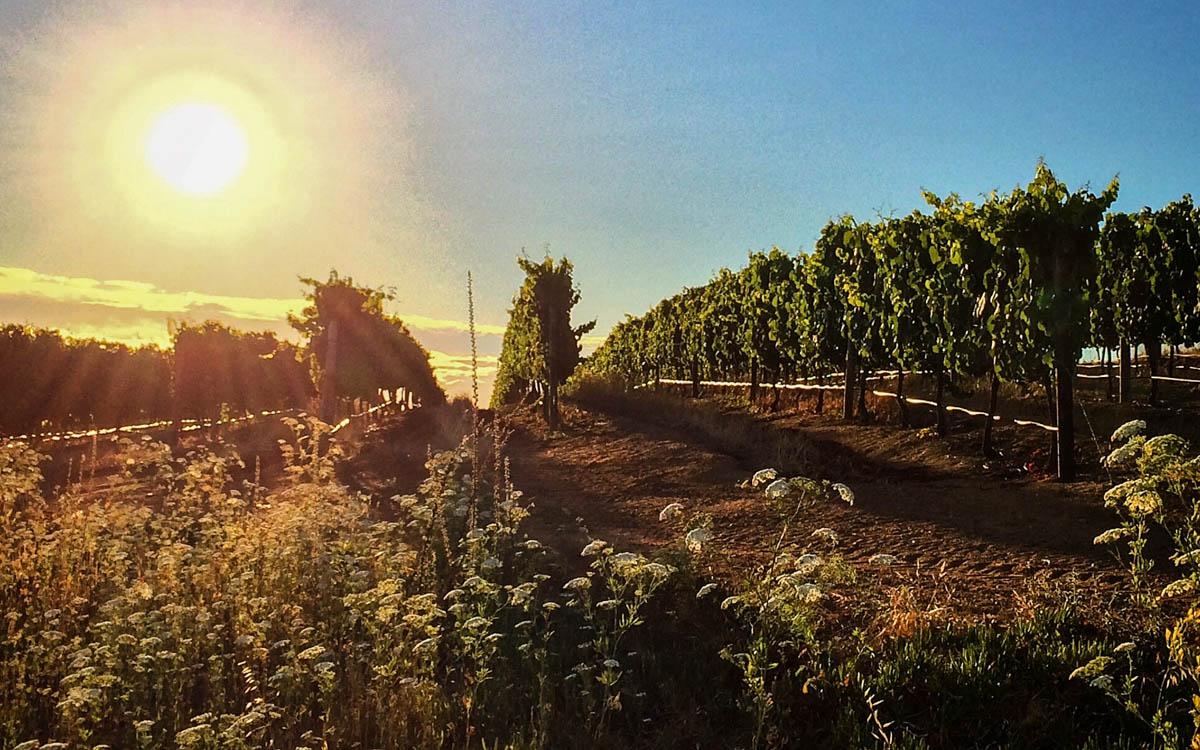 Winelands South Africa: The most beautiful wineries around Stellenbosch